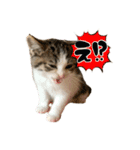 子猫のふうたと兄弟2（個別スタンプ：8）