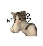 子猫のふうたと兄弟2（個別スタンプ：9）