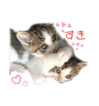 子猫のふうたと兄弟2（個別スタンプ：10）