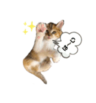 子猫のふうたと兄弟2（個別スタンプ：11）