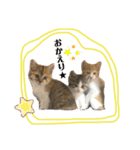 子猫のふうたと兄弟2（個別スタンプ：12）