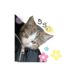 子猫のふうたと兄弟2（個別スタンプ：13）