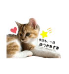 子猫のふうたと兄弟2（個別スタンプ：14）