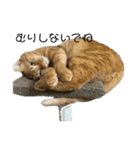 子猫のふうたと兄弟2（個別スタンプ：15）