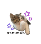 子猫のふうたと兄弟2（個別スタンプ：16）
