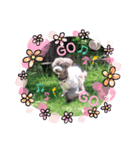 トイプーぱーるの日常 2歳夏（個別スタンプ：2）