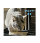 大久保ノラニャンズパート2（個別スタンプ：6）
