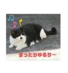 大久保ノラニャンズパート2（個別スタンプ：11）