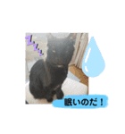 べりー＆みーこ＆ポッキー1（個別スタンプ：6）