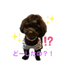 トイプードル KotsubUmefamily（個別スタンプ：1）
