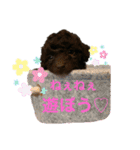 トイプードル KotsubUmefamily（個別スタンプ：5）