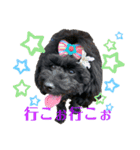 トイプードル KotsubUmefamily（個別スタンプ：11）