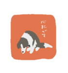 お仕事ボーダーコリー（執事）（個別スタンプ：3）