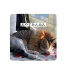 ぼくみんみんらみそ（個別スタンプ：6）