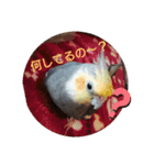 オカメインコの琥珀（個別スタンプ：1）