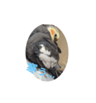 オカメインコの琥珀（個別スタンプ：2）