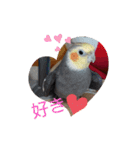 オカメインコの琥珀（個別スタンプ：4）