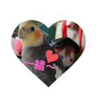 オカメインコの琥珀（個別スタンプ：8）