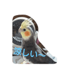 オカメインコの琥珀（個別スタンプ：10）