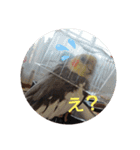 オカメインコの琥珀（個別スタンプ：11）