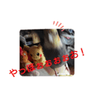 オカメインコの琥珀（個別スタンプ：13）