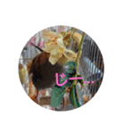 オカメインコの琥珀（個別スタンプ：14）