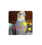 オカメインコの琥珀（個別スタンプ：15）