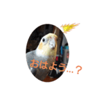 オカメインコの琥珀（個別スタンプ：16）