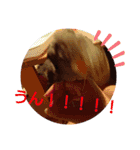 オカメインコの琥珀（個別スタンプ：17）