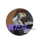 オカメインコの琥珀（個別スタンプ：18）