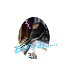 オカメインコの琥珀（個別スタンプ：20）