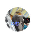 オカメインコの琥珀（個別スタンプ：21）