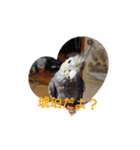 オカメインコの琥珀（個別スタンプ：22）
