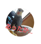 オカメインコの琥珀（個別スタンプ：23）