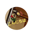 オカメインコの琥珀（個別スタンプ：24）