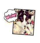 しぇるてぃ ぱーと3（個別スタンプ：1）