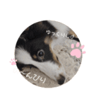 しぇるてぃ ぱーと3（個別スタンプ：13）