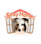 しぇるてぃ スタンプぱーと2（個別スタンプ：2）