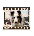 しぇるてぃ スタンプぱーと2（個別スタンプ：13）