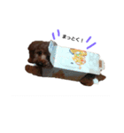 トイプードルのぷーさん！（個別スタンプ：6）