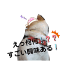 柴咲 公（個別スタンプ：2）