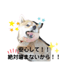 柴咲 公（個別スタンプ：4）