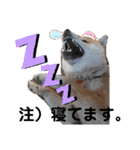 柴咲 公（個別スタンプ：7）