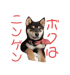 マロちゃびんの日常（個別スタンプ：7）