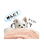けんぴち♡さのぴち②（個別スタンプ：17）