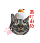 みんなのにゃんこたち。（個別スタンプ：10）