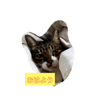 chi's stamps（個別スタンプ：4）