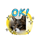 chi's stamps（個別スタンプ：5）
