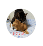 chi's stamps（個別スタンプ：6）