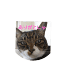 chi's stamps（個別スタンプ：7）